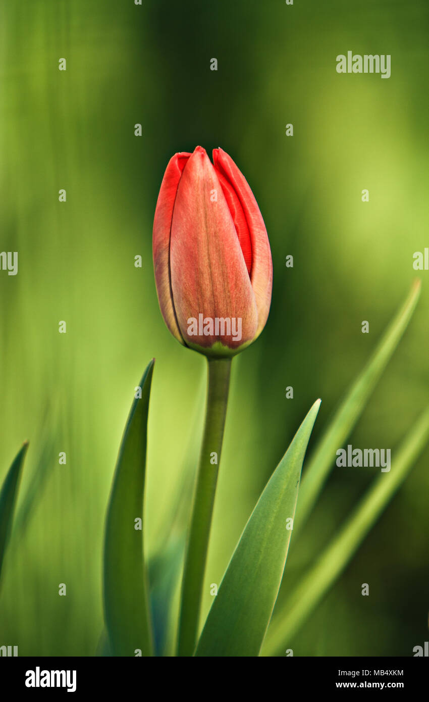 a detail of a beautiful red tulip Stock Photo