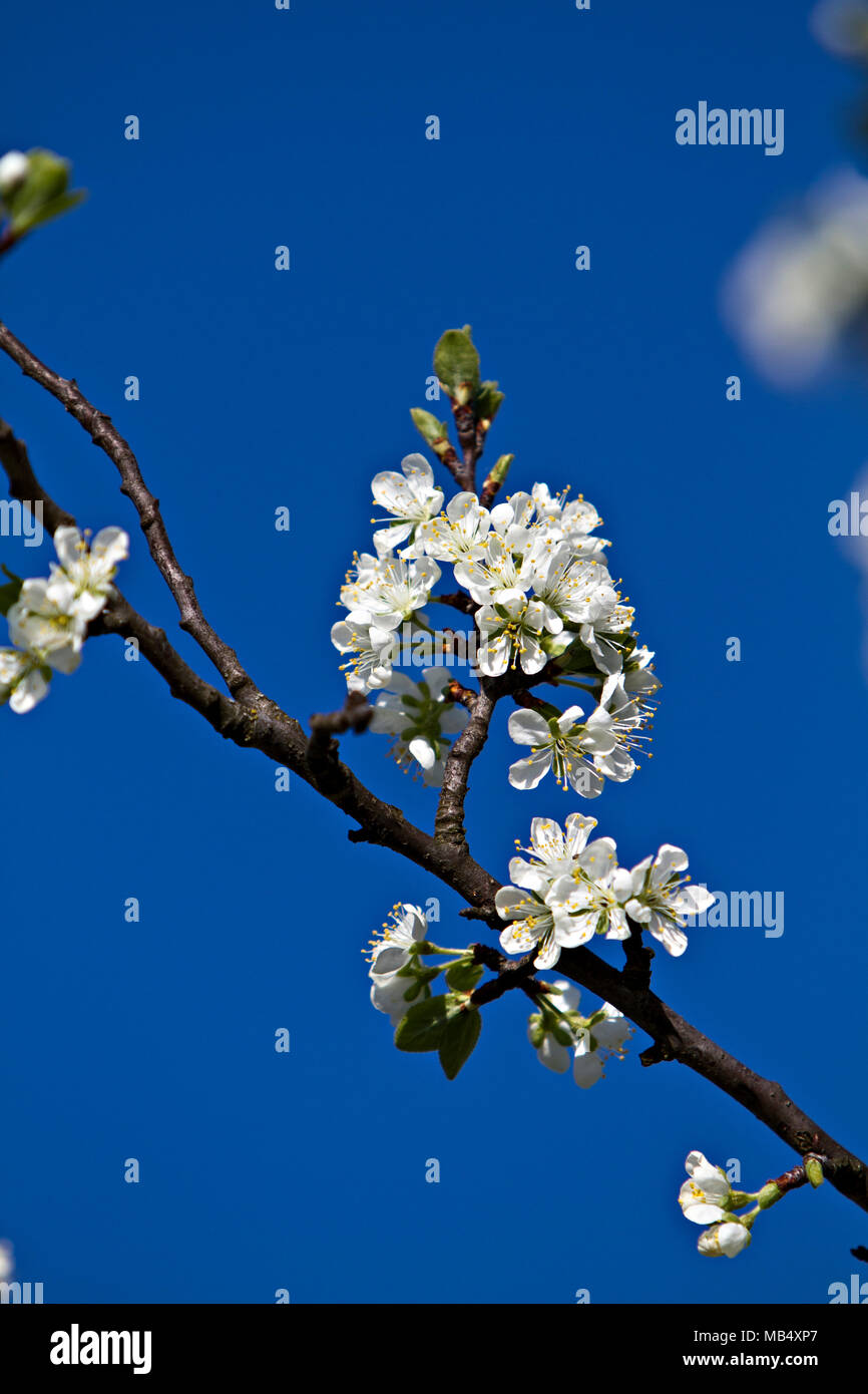 Beautiful flowering apple tree hires stock photography and images Alamy