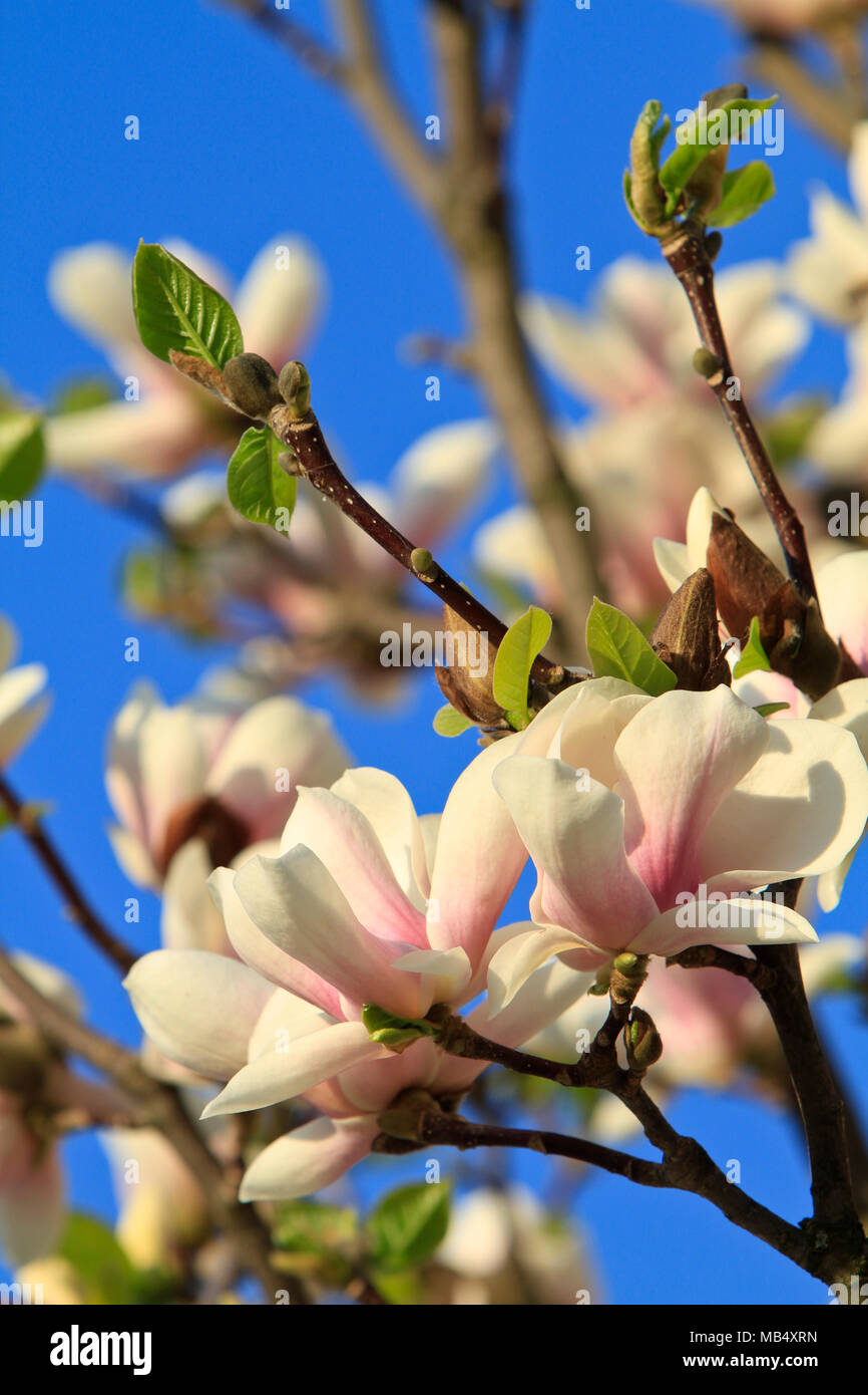 White magnolia flower hires stock photography and images Alamy