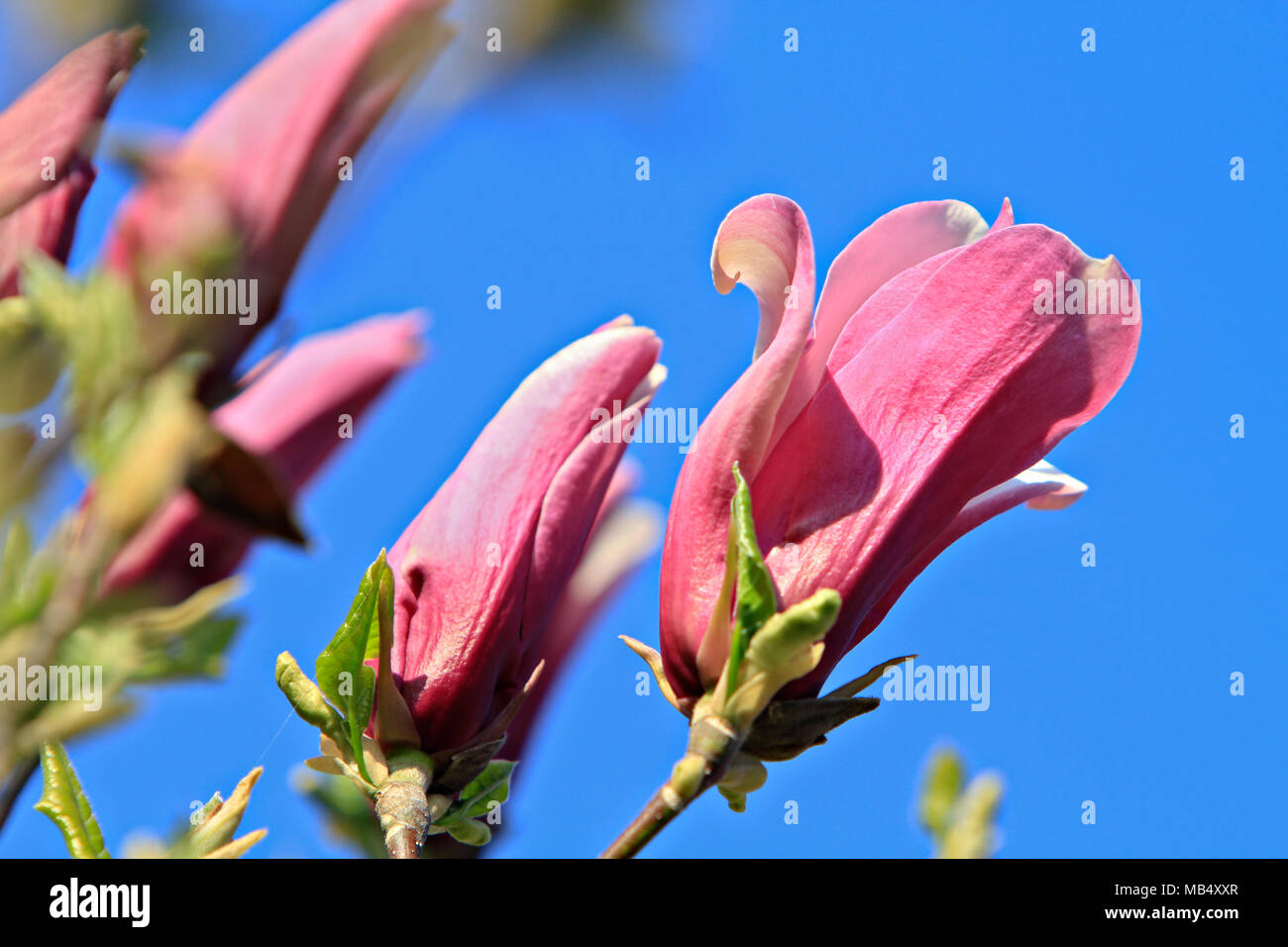 magnolia flowers Stock Photo