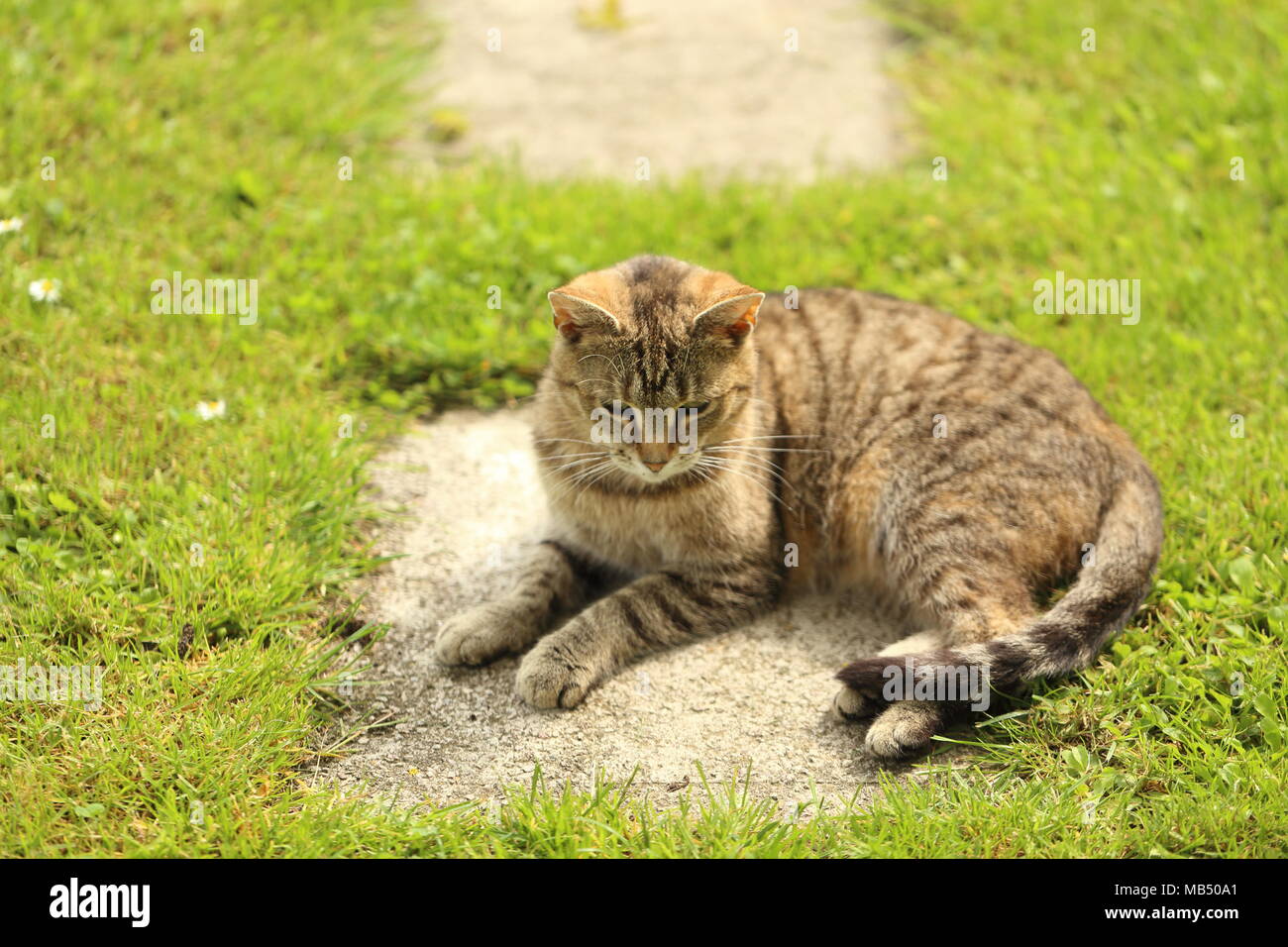 Striped cat lying down in the garden. cat is a small domesticated ...