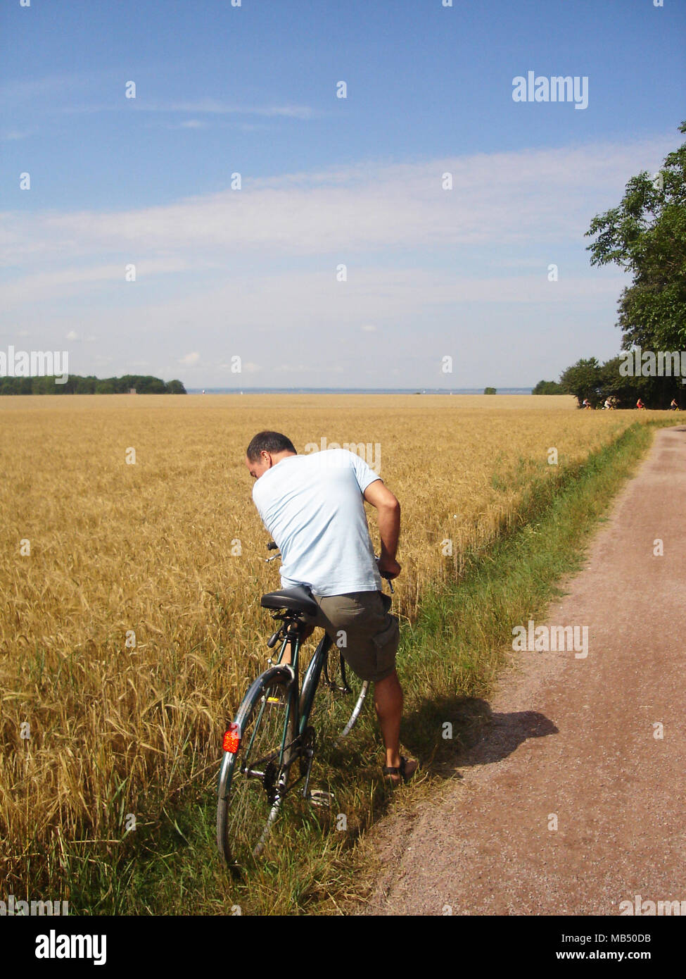 Short-haired man with a bicycle looking at the back wheel close to a yellow crop field, Ven Island, Sweden Stock Photo