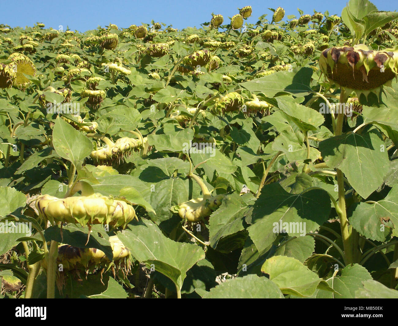 Sunflower field Stock Photo