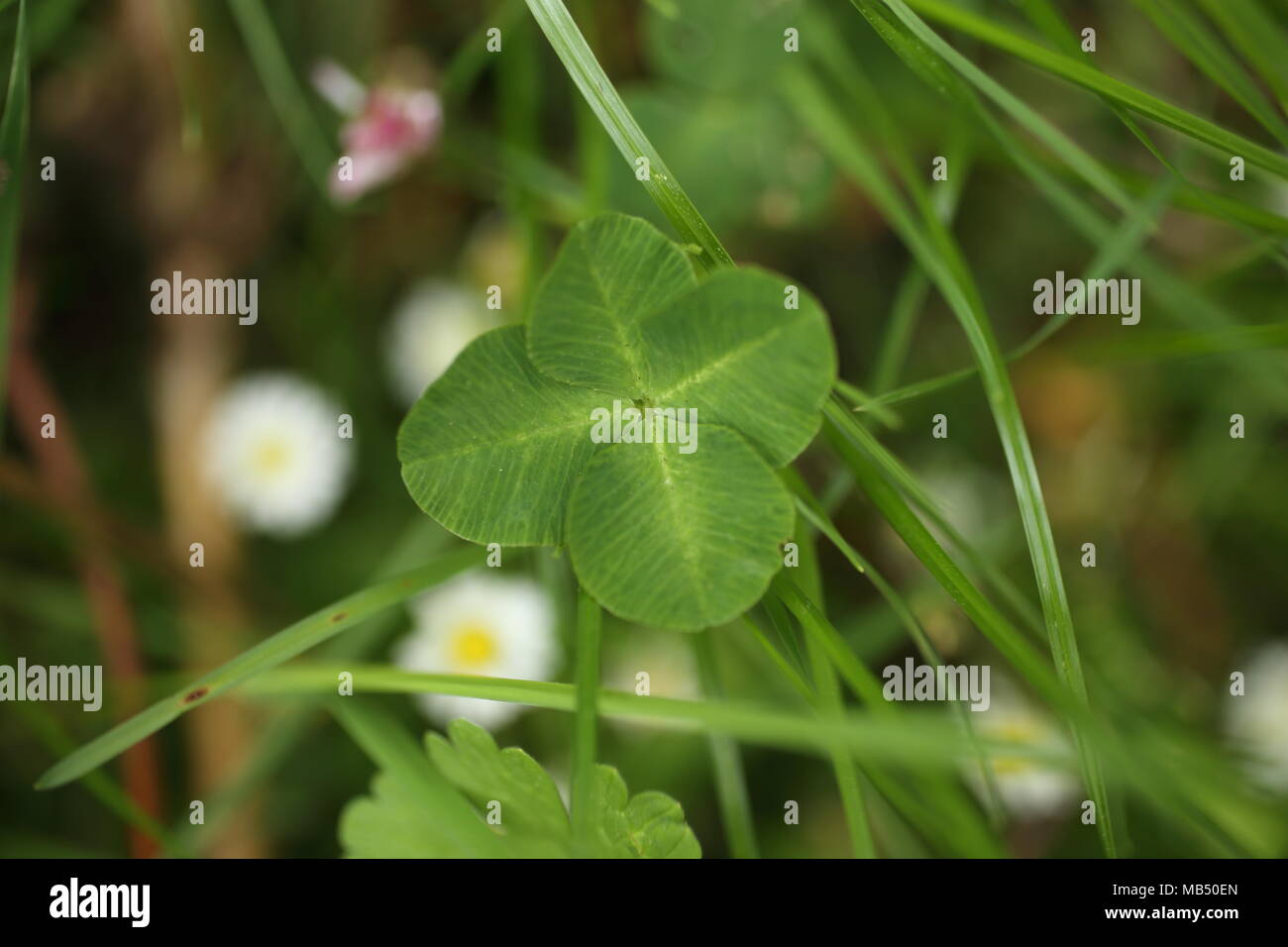 Close-up of Four-leaf Water Clover or Clover Fern,in the grass Stock Photo