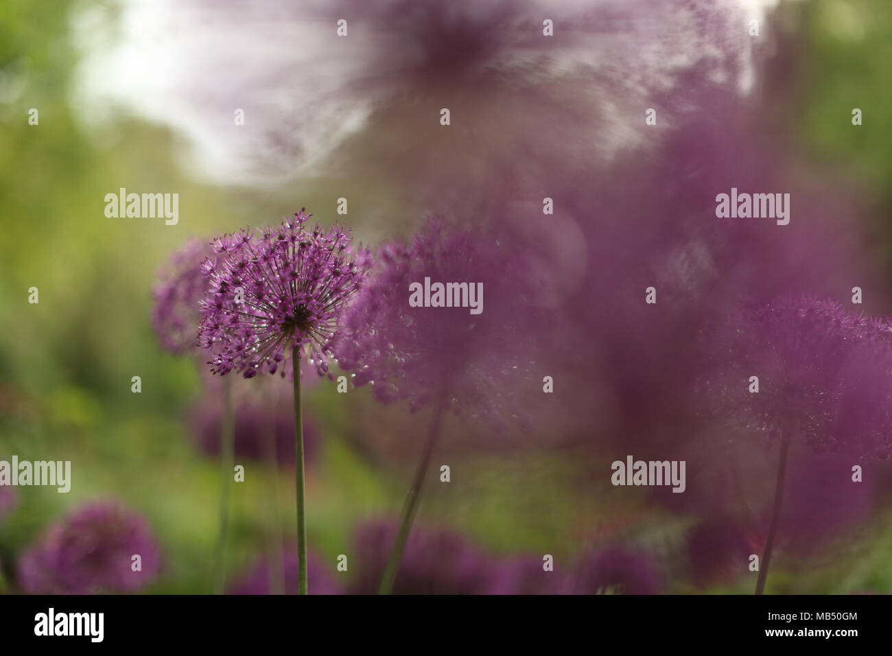 Blooming violet onion plant in garden. Flower decorative onion. Close-up of violet onions flowers on summer field.. Violet allium flower allium gigant Stock Photo