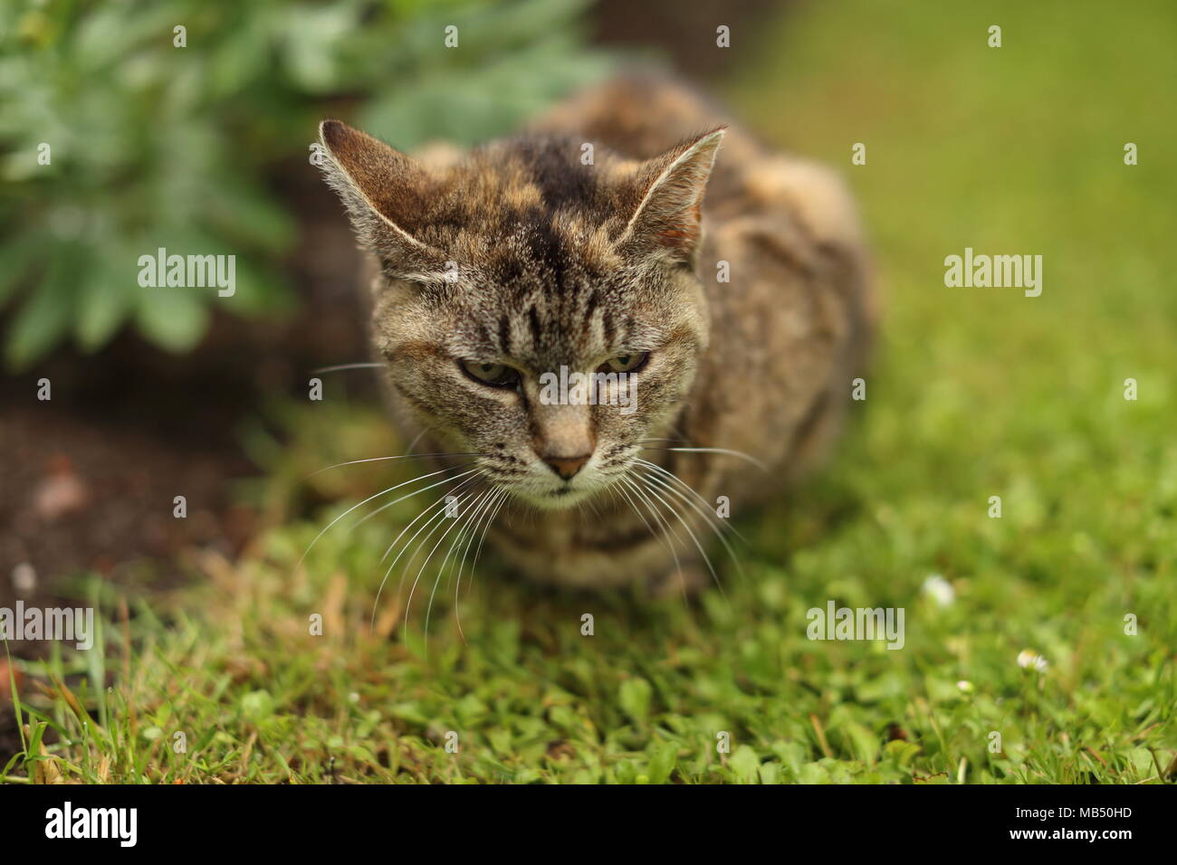 Striped cat lying down in the garden. cat is a small domesticated ...