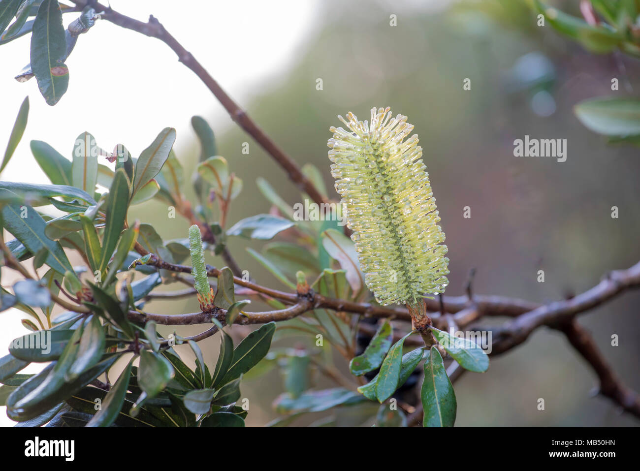 Banksia integrifolia known as Coast Banksia is a native Australian tree  that is common in parks and near beaches on the east coast of Australia  Stock Photo - Alamy
