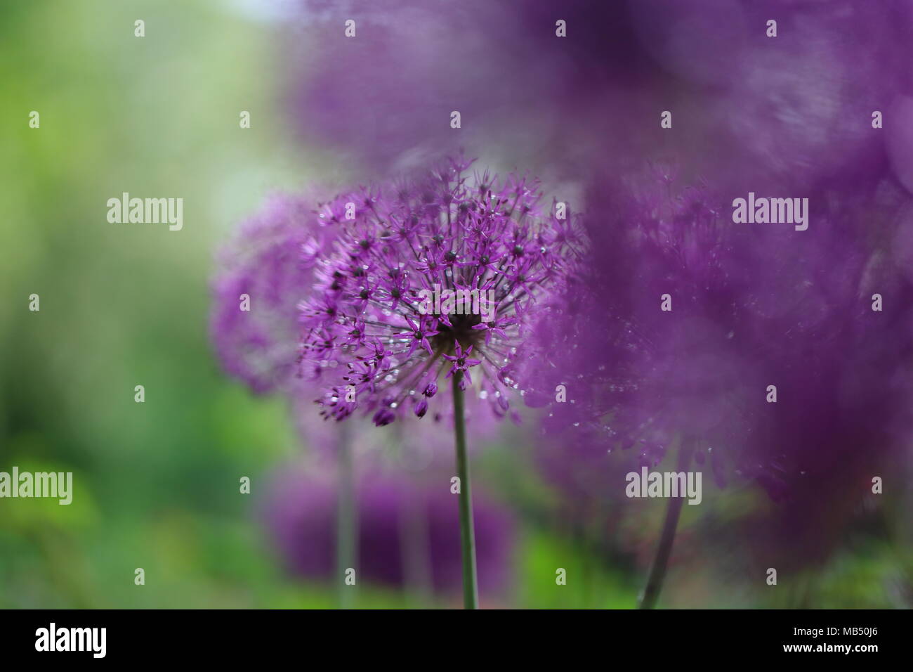 Blooming violet onion plant in garden. Flower decorative onion. Close-up of violet onions flowers on summer field.. Violet allium flower, allium gigan Stock Photo