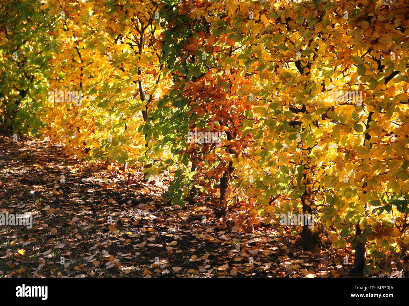 Bush fence yellow brown green autumn fall leaves Stock Photo