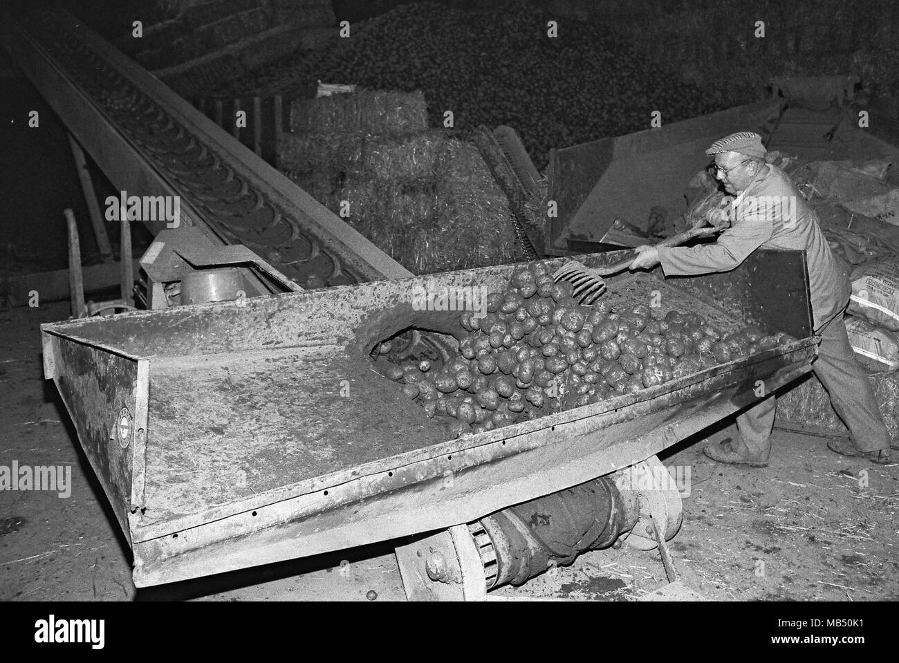 Potato Farmer Stock Photo