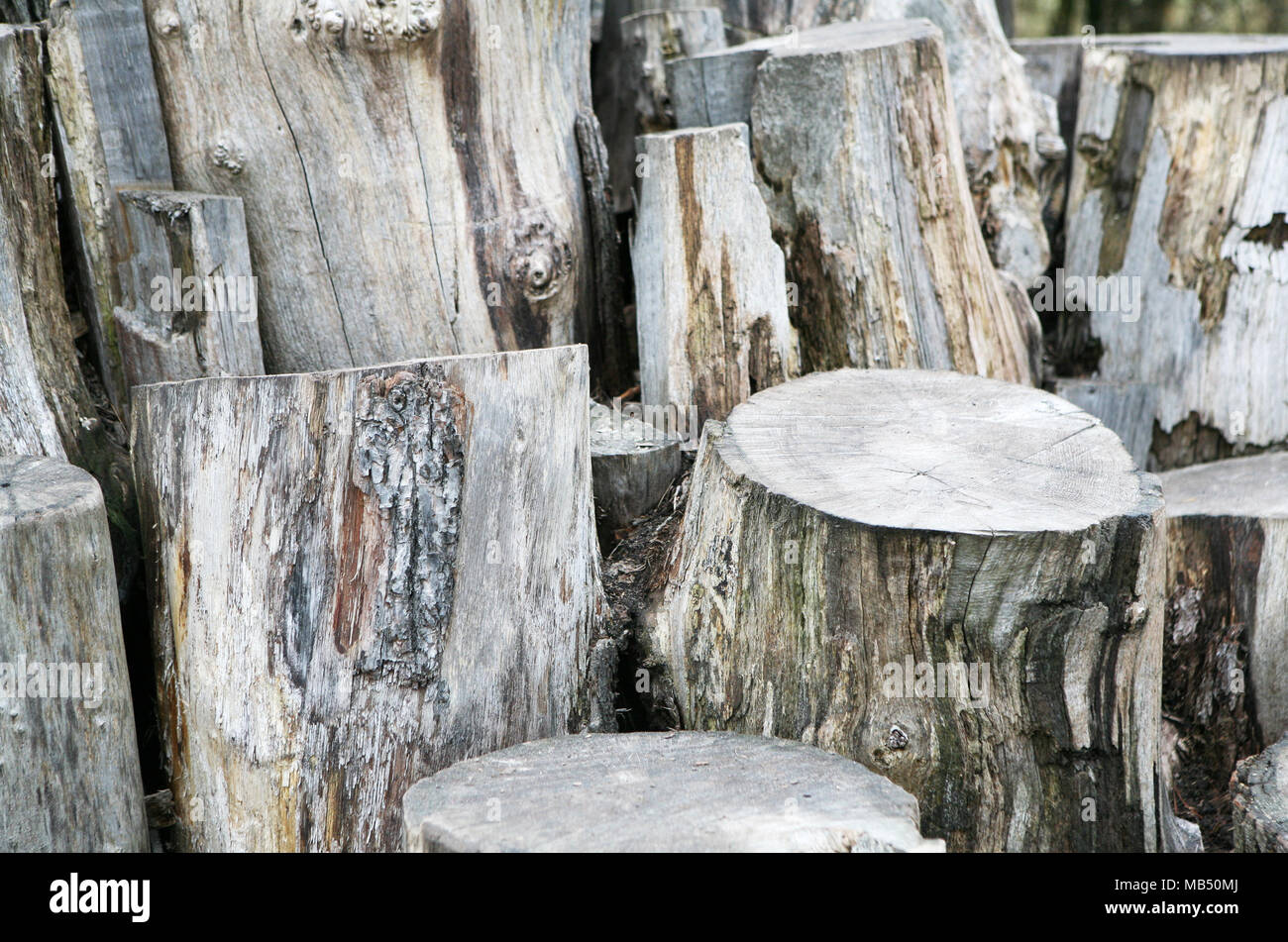 Cutted tree trunks set Stock Photo