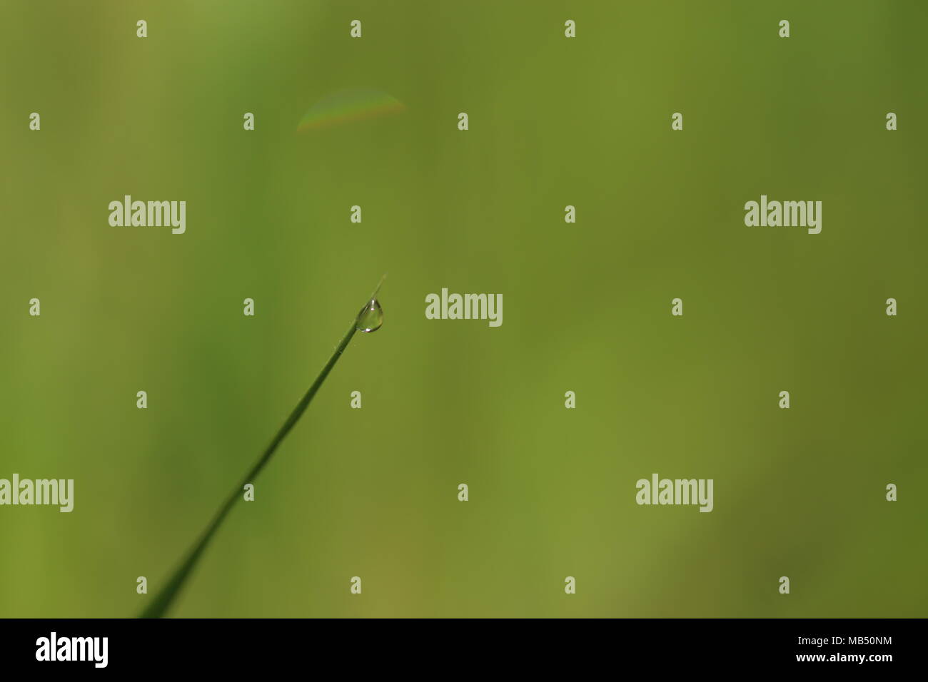 Macro Water Drop on Grass Blade, blurred background Stock Photo - Alamy
