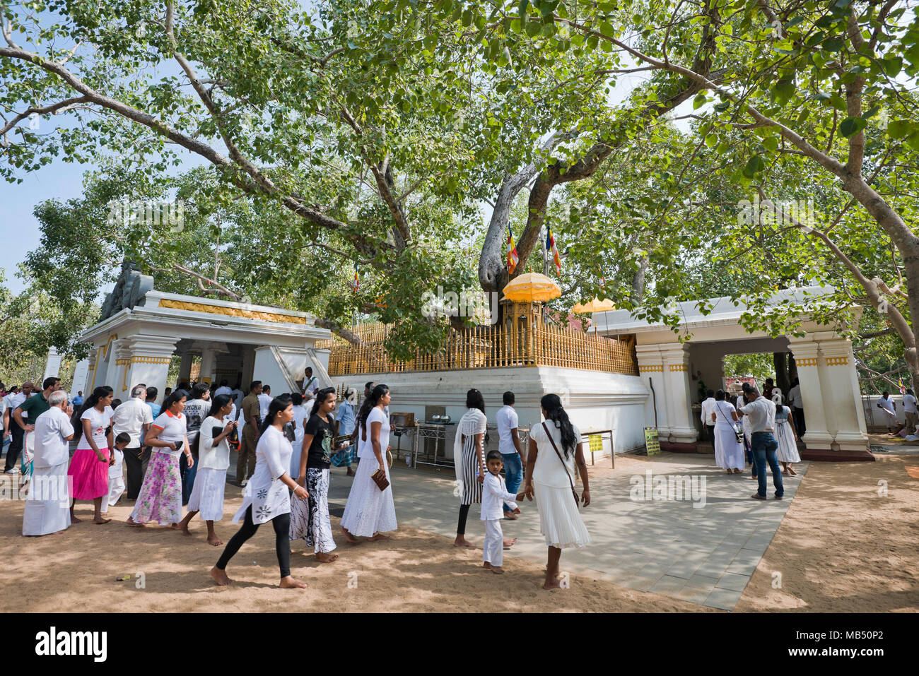 Horizontal view of the Bodhi tree at Jaya Sri Maha Bodhi in Anuradhapura, Sri Lanka. Stock Photo
