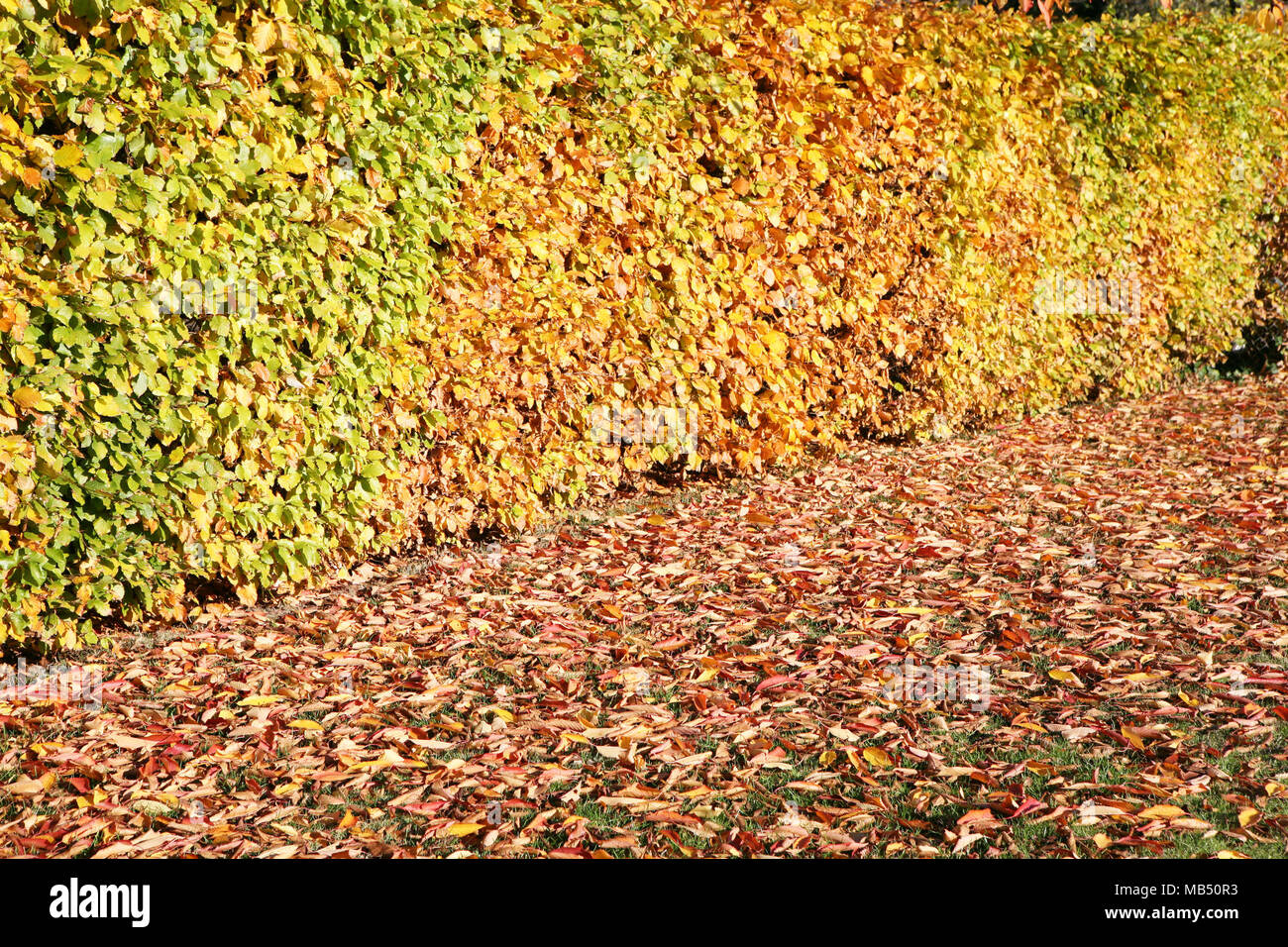 Bush fence yellow brown green autumn fall leaves Stock Photo