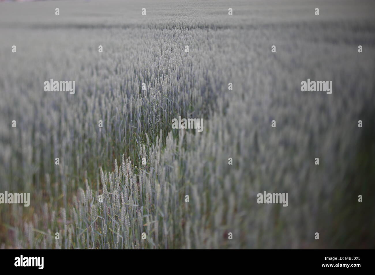 Almost harvest time hi-res stock photography and images - Alamy