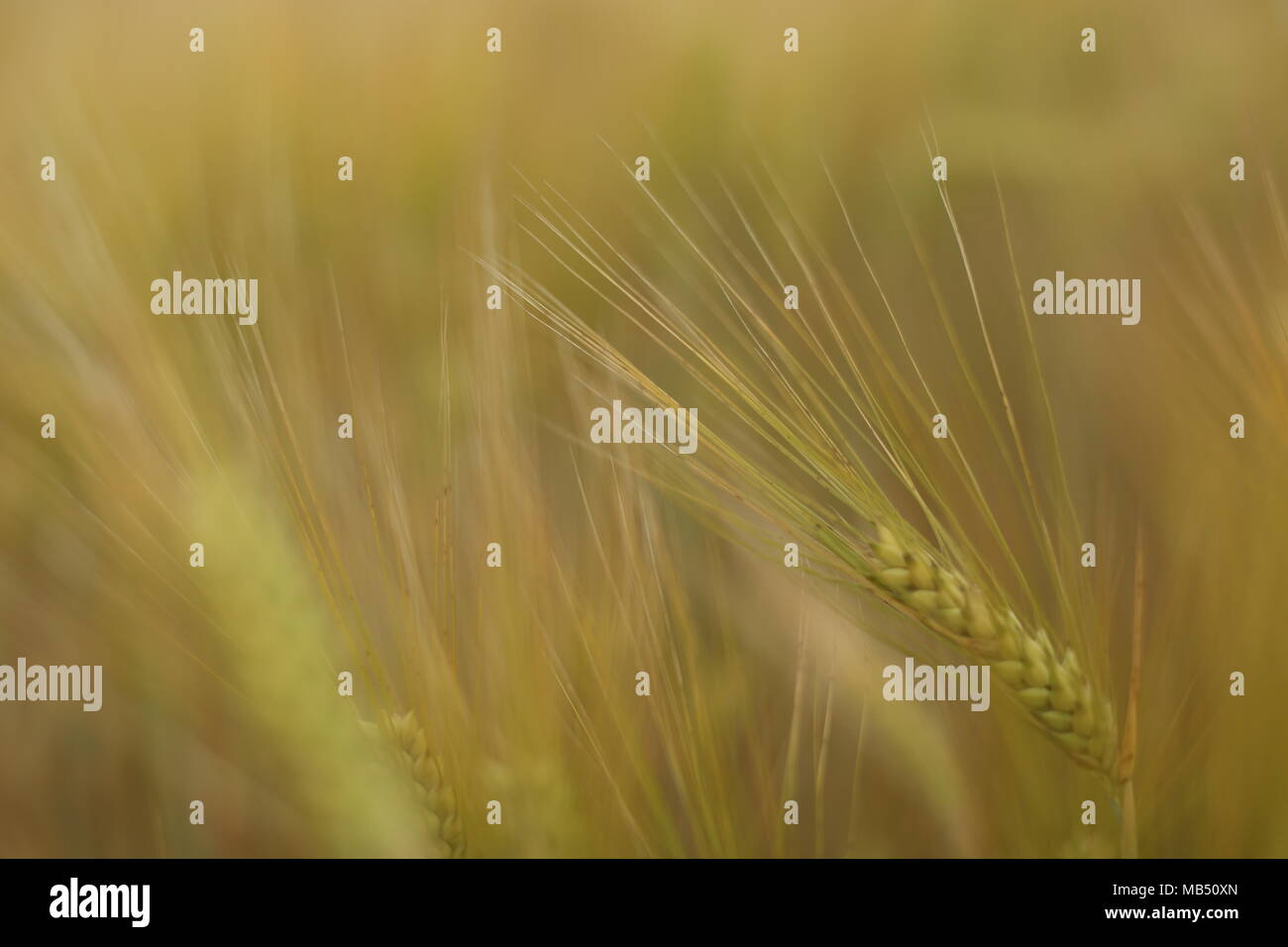 Almost harvest time hi-res stock photography and images - Alamy