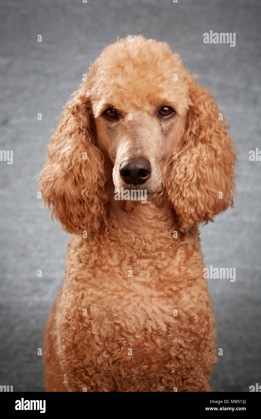 Grey standard poodle hires stock photography and images Alamy