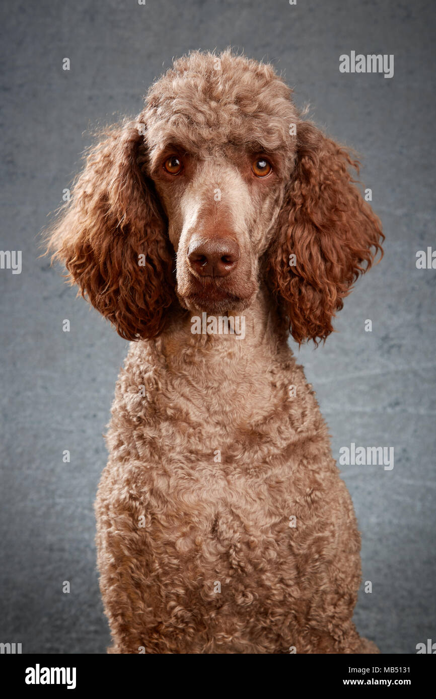 Brown standard poodle in studio with grey background Stock Photo - Alamy