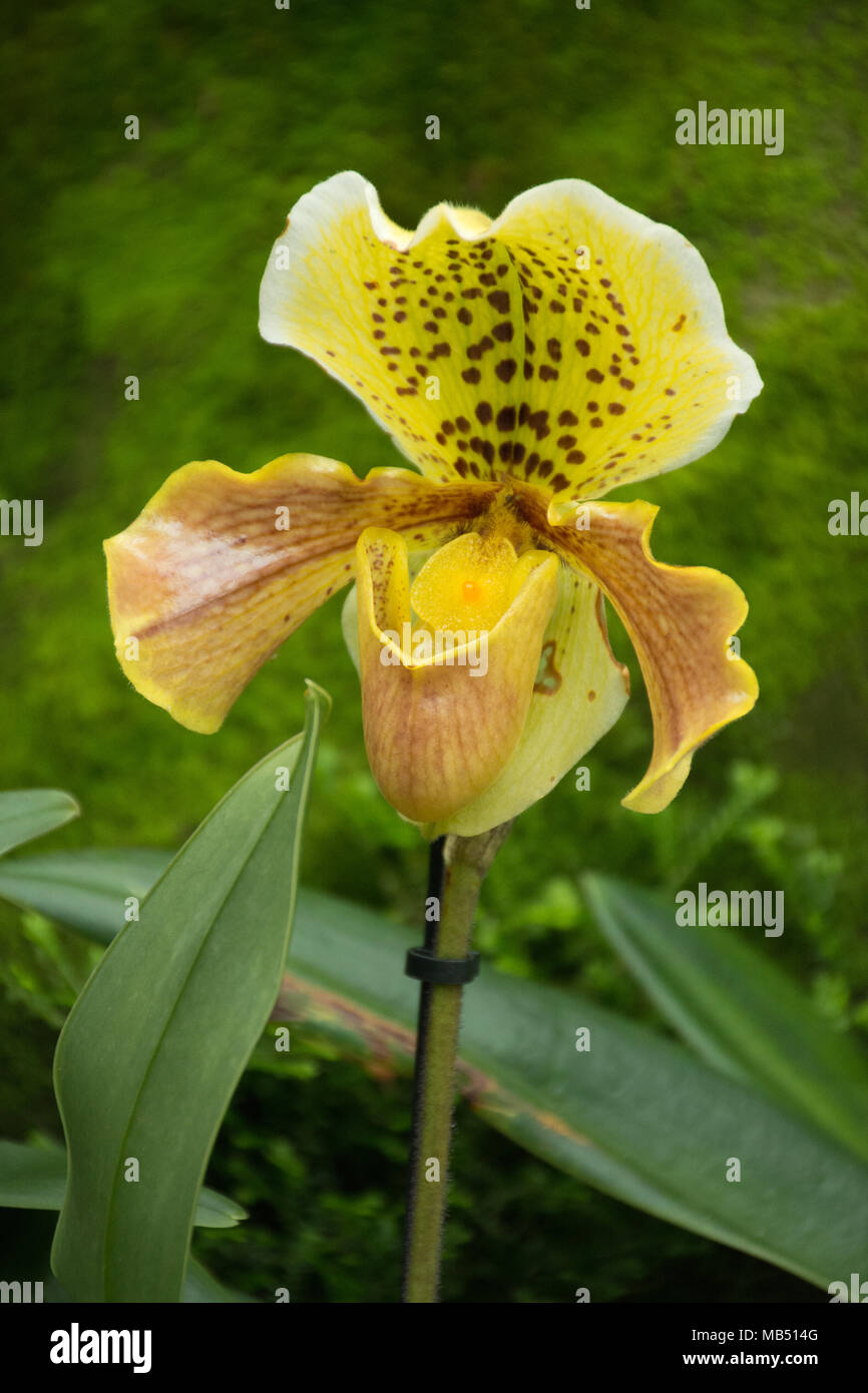 Paphiopedilum, or Venus slipper, in the Princess of Wales Conservatory, Royal Botanic Gardens at Kew, London, UK Stock Photo