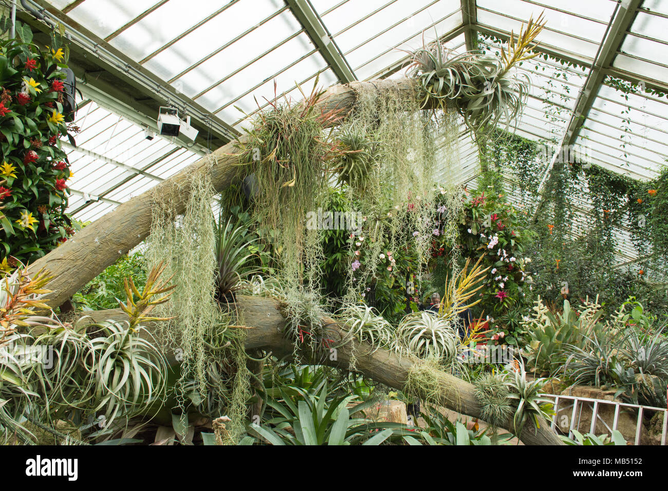 Display of tropical bromeliads and orchids in the Princess of Wales Conservatory, Royal Botanic Gardens at Kew, London, UK Stock Photo