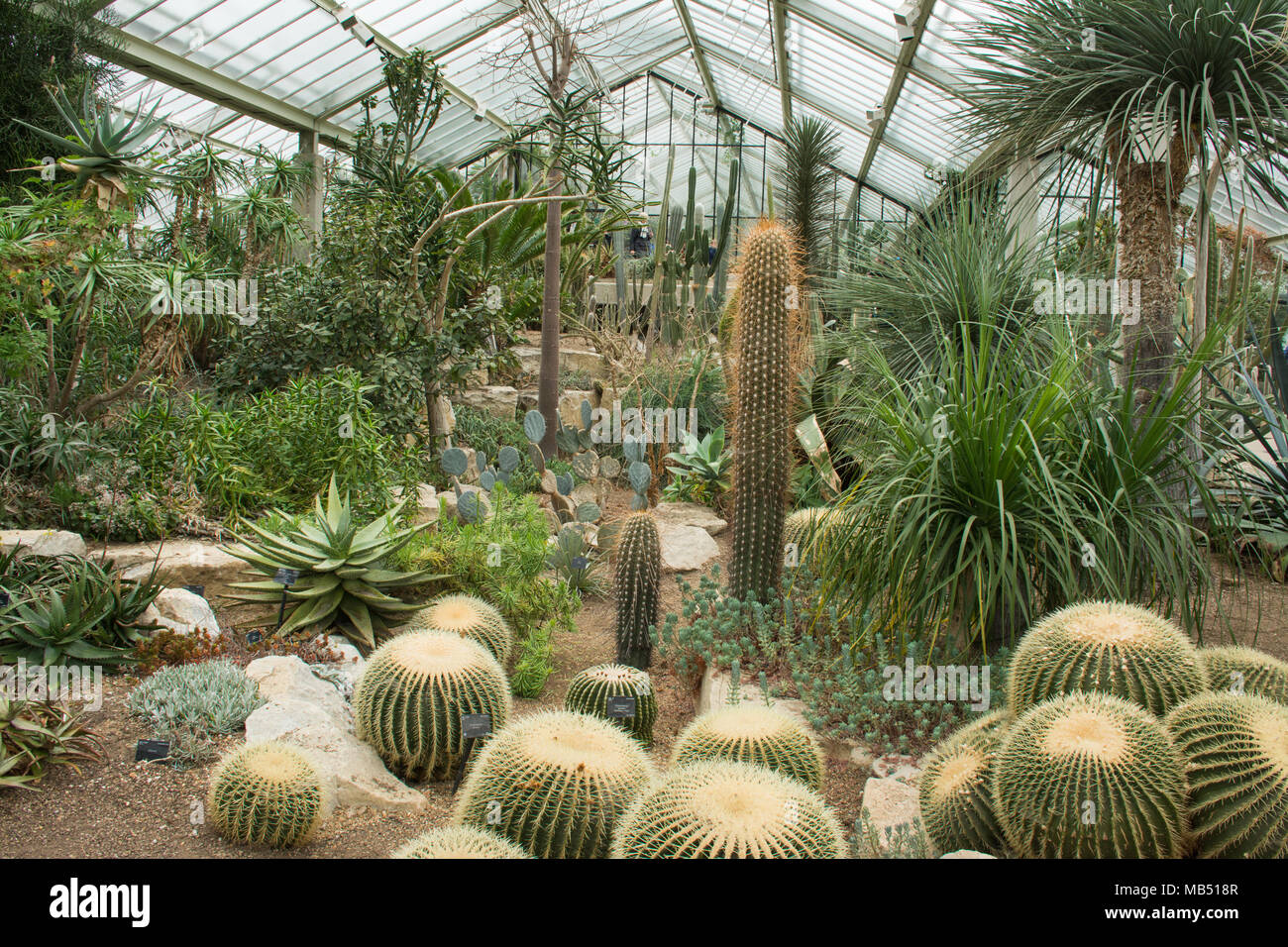 Display of cacti in the Princess of Wales Conservatory, Royal Botanic Gardens at Kew, London, UK Stock Photo