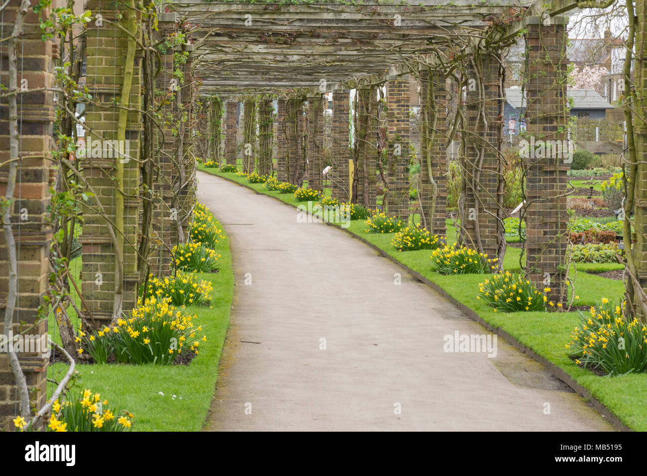 Walkway with daffodils in flower at the Royal Botanic Gardens at Kew, London, UK Stock Photo