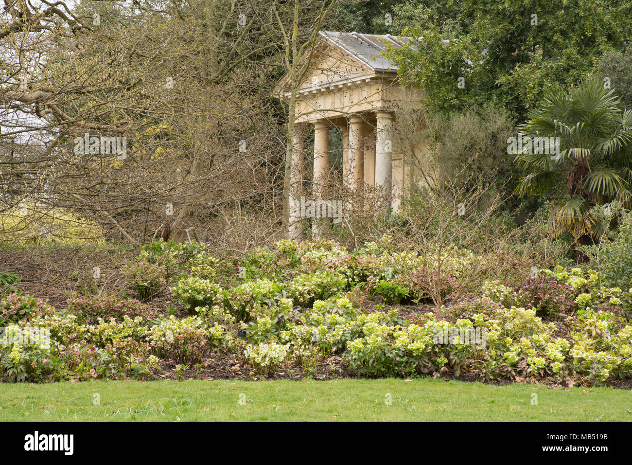 Spring border planted with hellebores at the Royal Botanic Gardens at Kew, London, UK Stock Photo