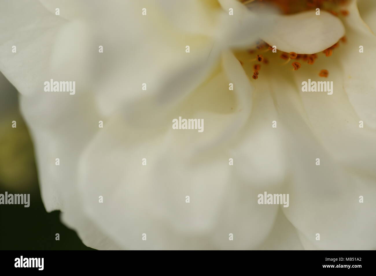 Detail of white roses in the garden Stock Photo - Alamy