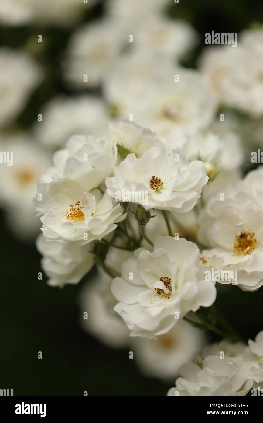 Detail of white roses in the garden Stock Photo - Alamy