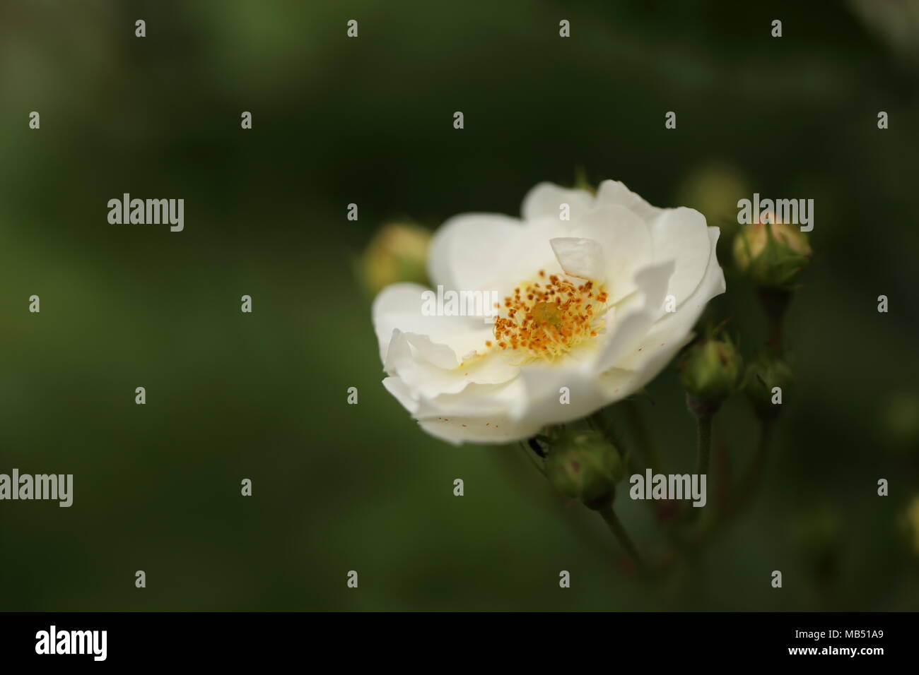 Detail of white roses in the garden Stock Photo - Alamy