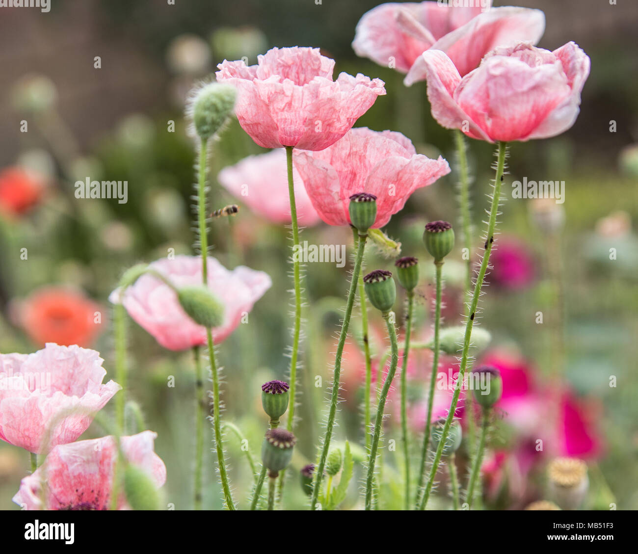 A poppy is a flowering plant in the subfamily Papaveroideae of the family Papaveraceae Stock Photo