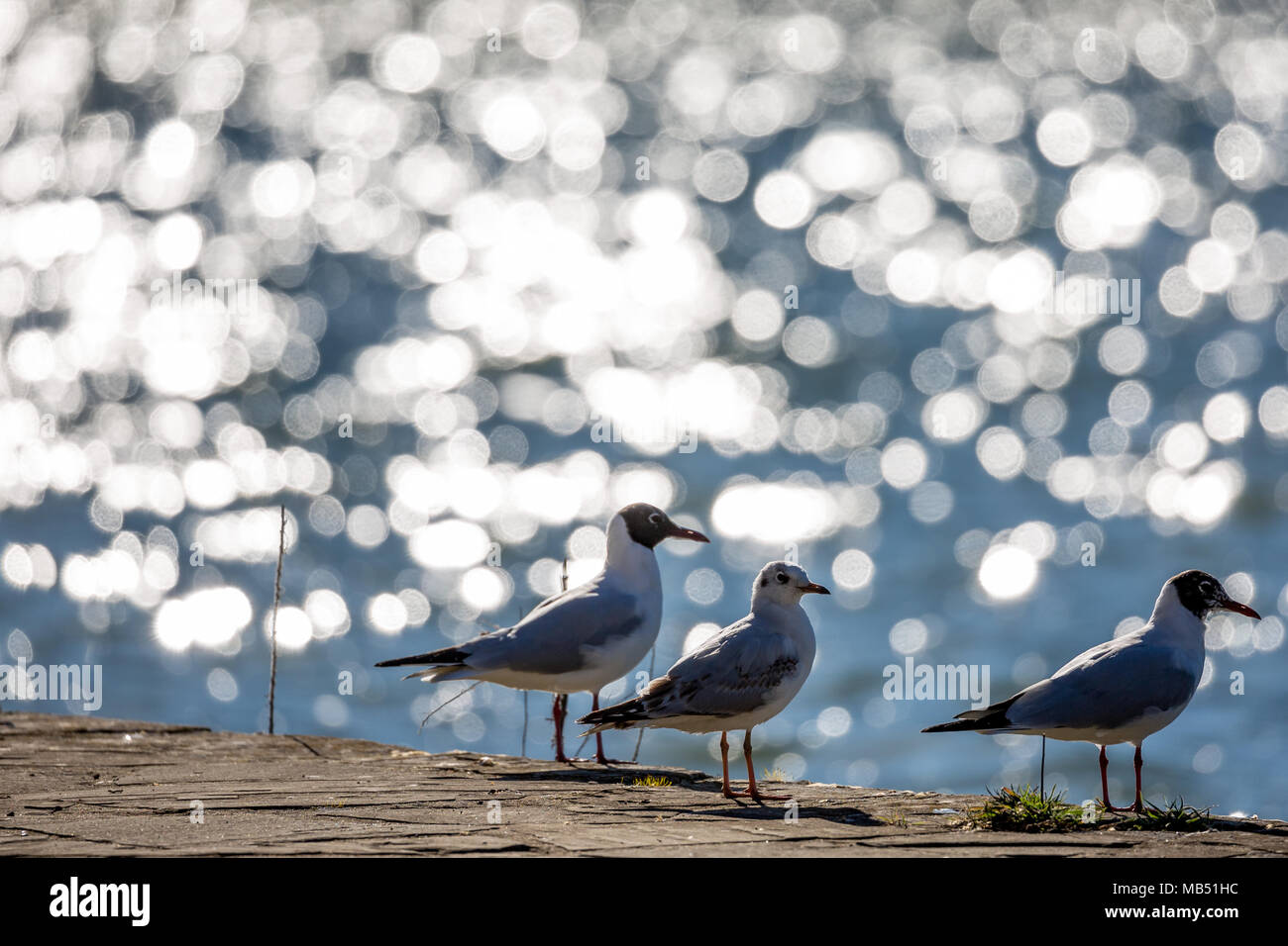 Three seagulls resting at the lake Stock Photo