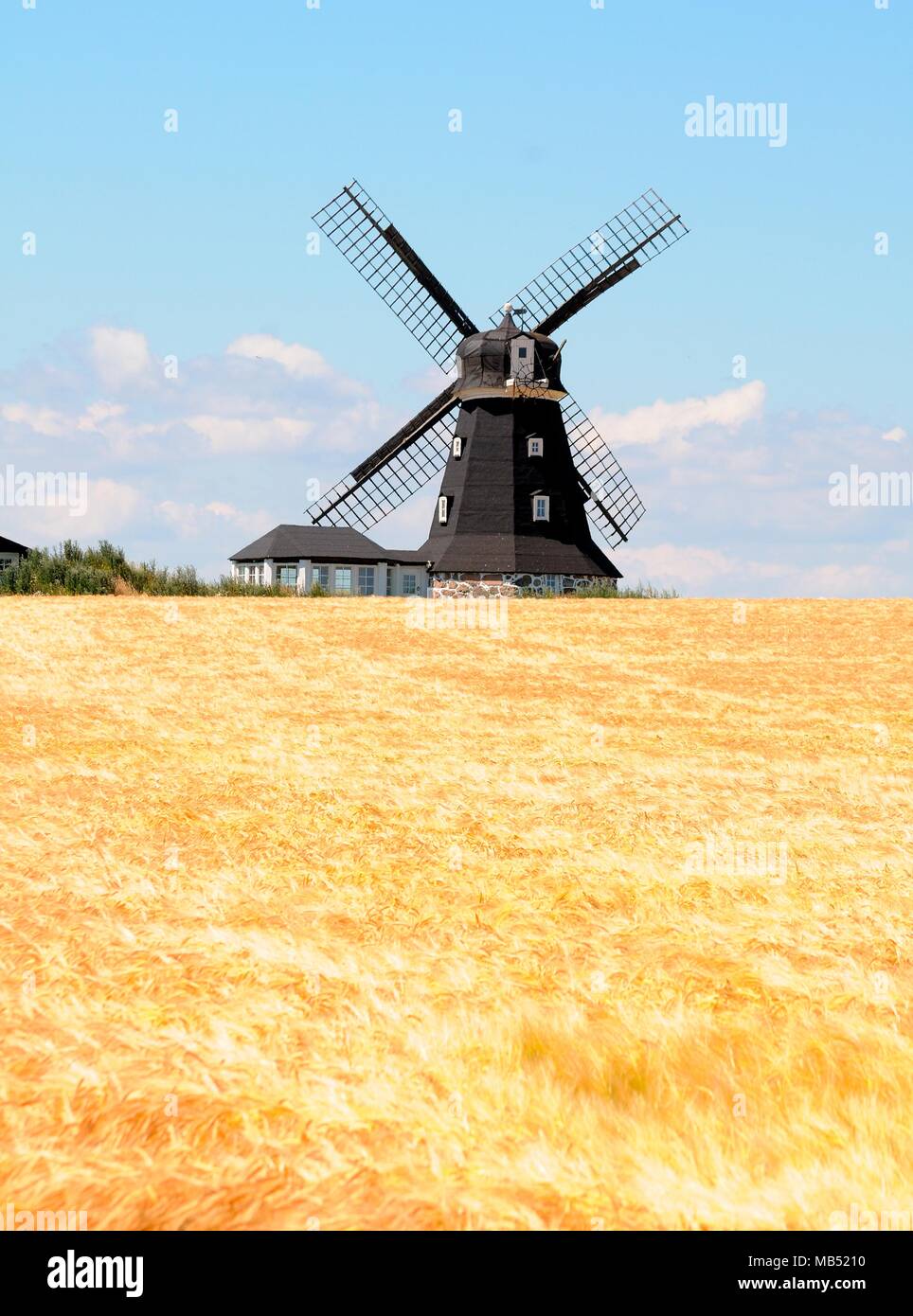 Windmill in a field of corn, Smedstorp, Scania, Sweden Stock Photo