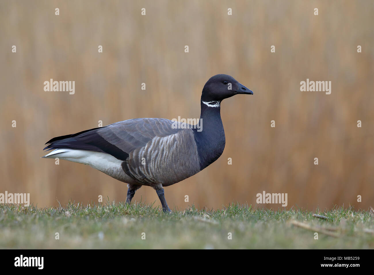 Brant Goose (Branta bernicla) stands in a meadow, National Park Lauwersmeer, Holland, Netherlands Stock Photo