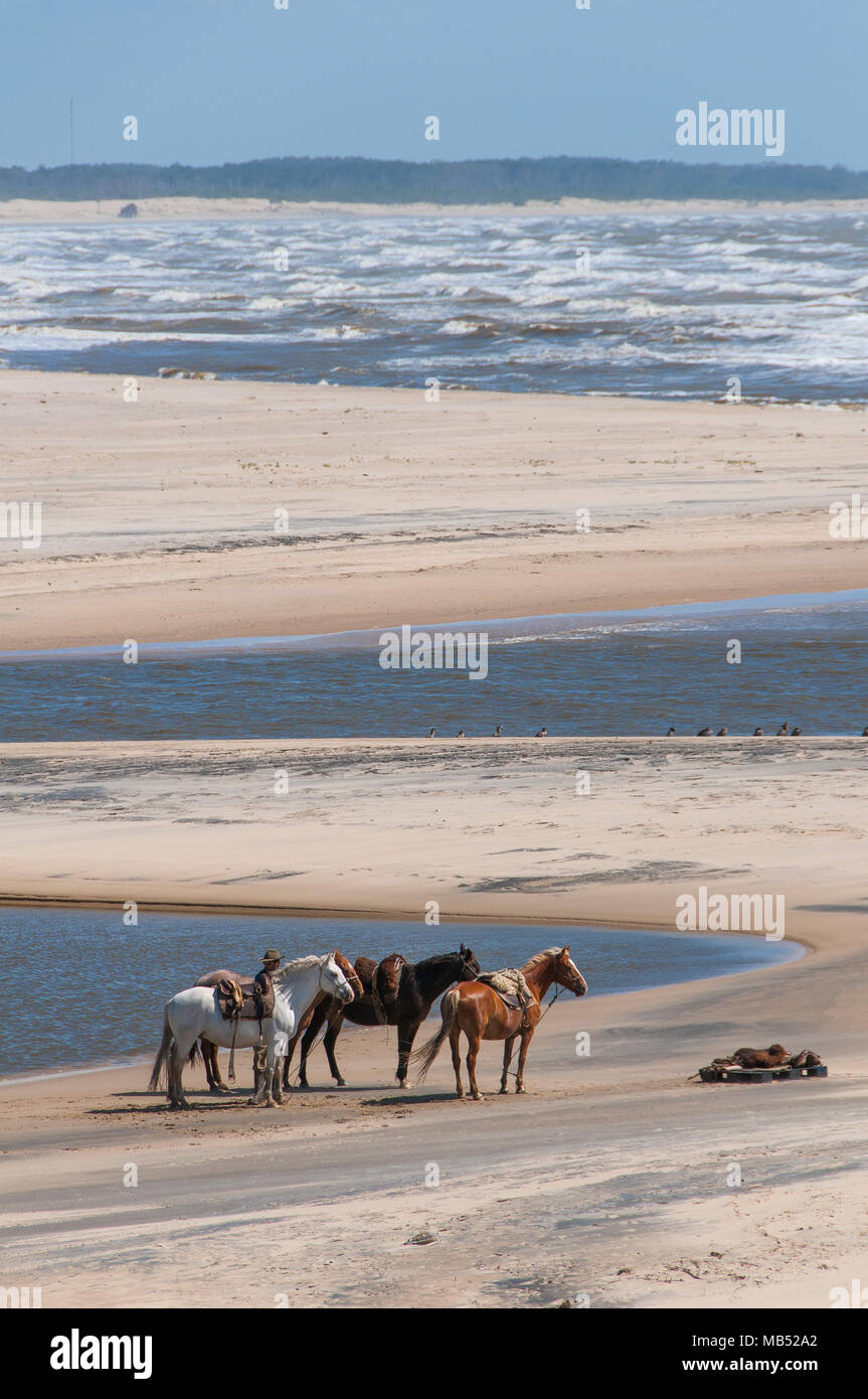 Riding horses at the estuary of the Atlantic into the Laguna de Castillo, Barra de Valizas, National Park Cabo Polonio Stock Photo