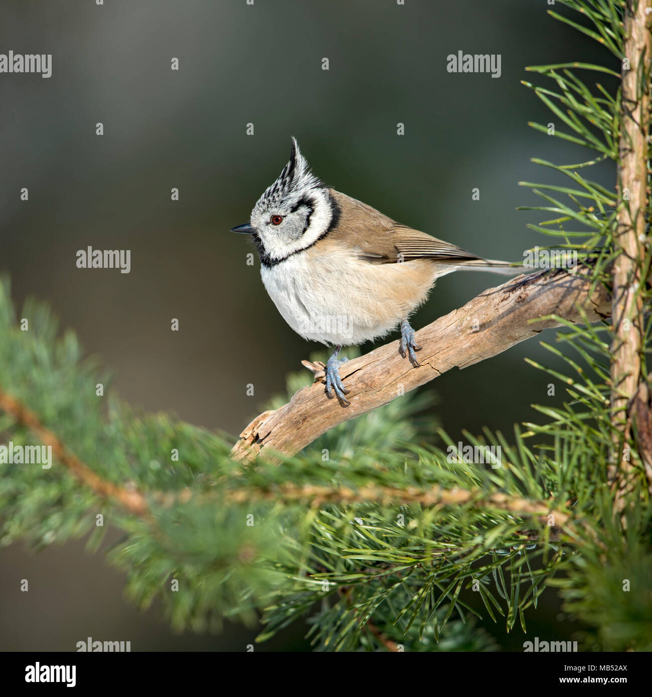 Crested tit (Parus cristatus) sits on a branch in Pine (Pinus), Tyrol, Austria Stock Photo