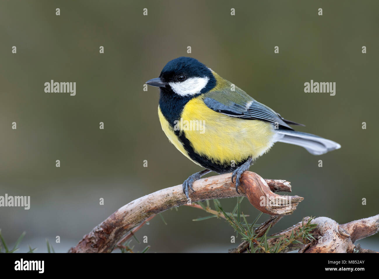 Great tit (Parus major) sits on a branch, Tyrol, Austria Stock Photo