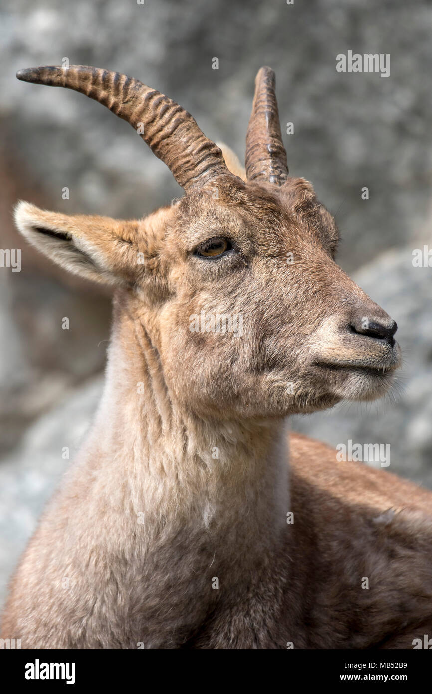 Alpine Ibex (Capra ibex), female, animal portrait, Tyrol, Austria Stock Photo