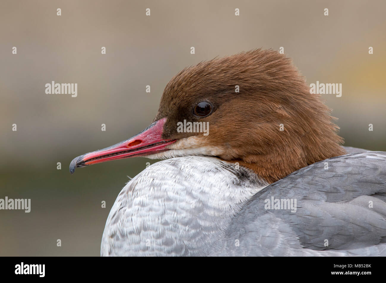 Common merganser (Mergus merganser), female, animal portrait, Tyrol, Austria Stock Photo