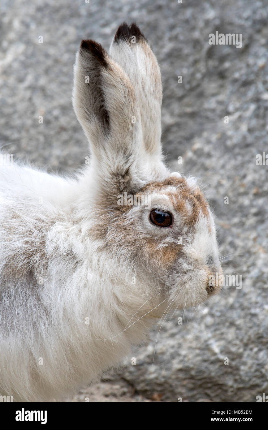 Mountain hare (Lepus timidus), animal portrait, beginning conversion from winter coat to summer coat, captive, Tyrol, Austria Stock Photo