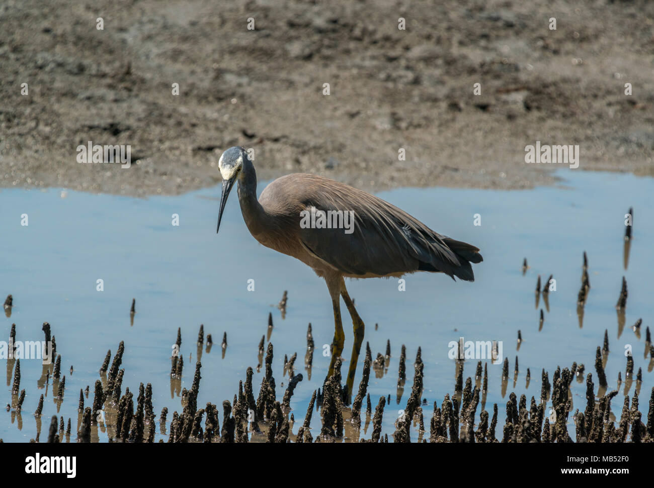 White faced heron, mangroves, moreton bay, queensland, australia Stock ...