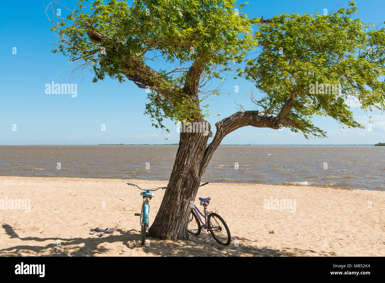 Two bicycles leaning against a tree on the sandy beach of the Rio de la Plata, Colonia del Sacramento, Uruguay Stock Photo