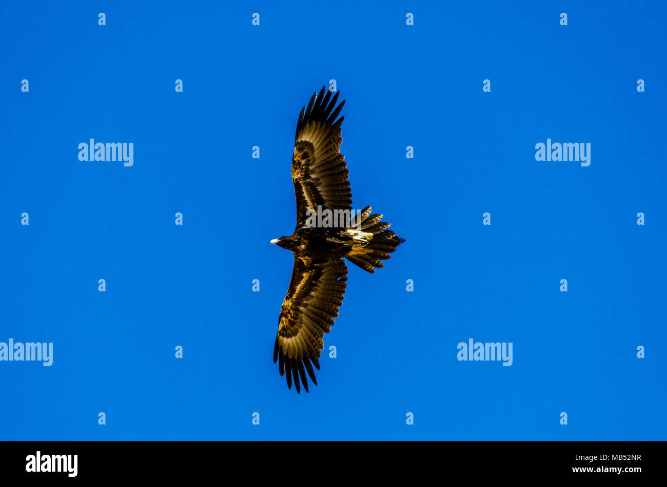 Wedge tailed eagle hi-res stock photography and images - Alamy
