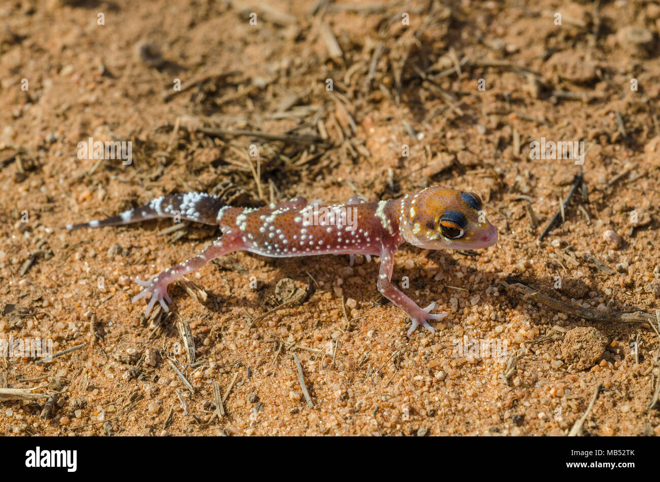 Barking or thick tailed gecko Underwoodisaurus milii Stock Photo