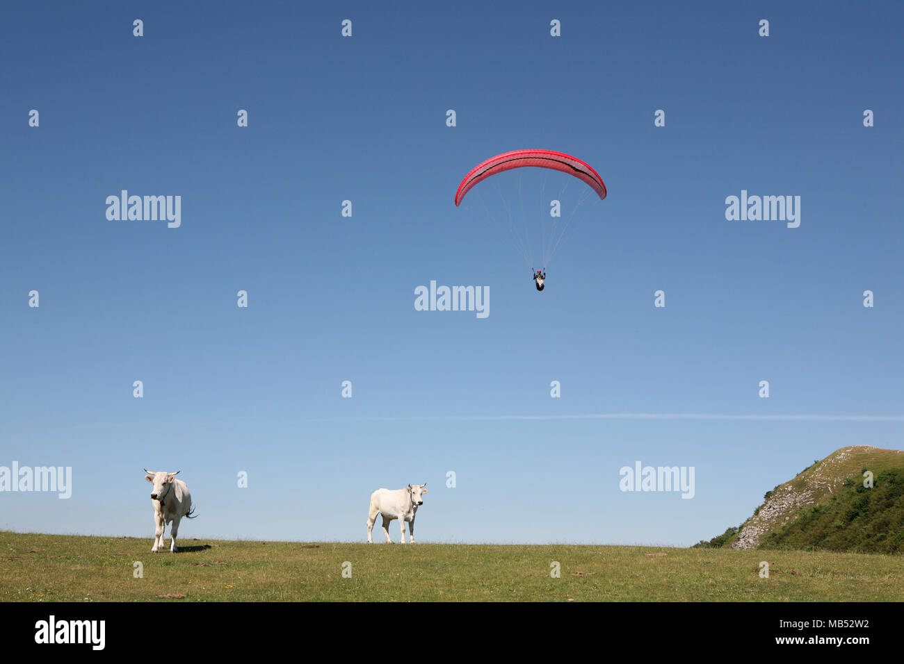 Hang glider and bovines Stock Photo