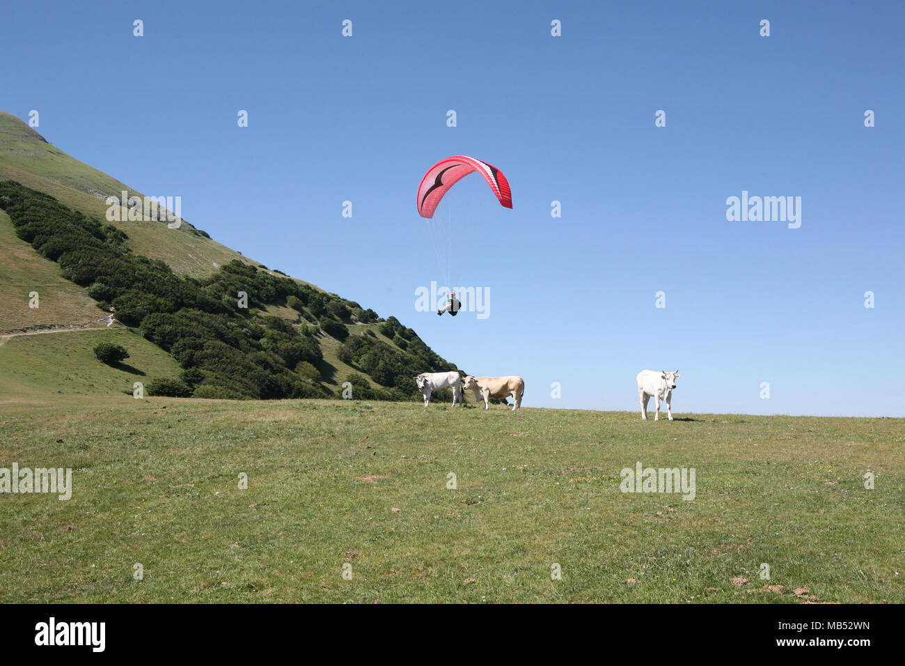 Hang glider and bovines Stock Photo