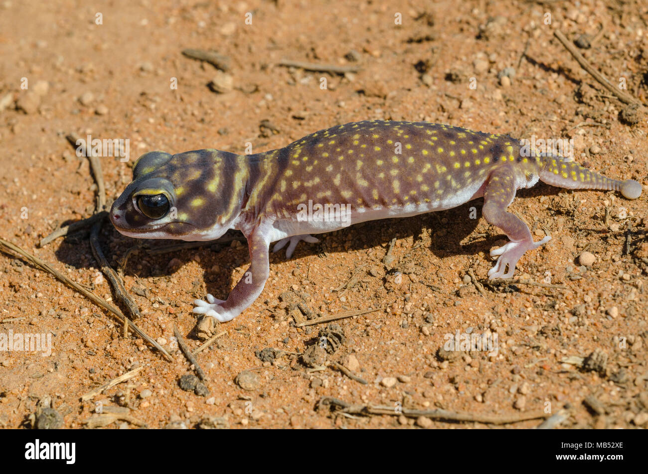 Starred knob-tailed gecko, Yumbarra Conservation Park, South Australia Stock Photo