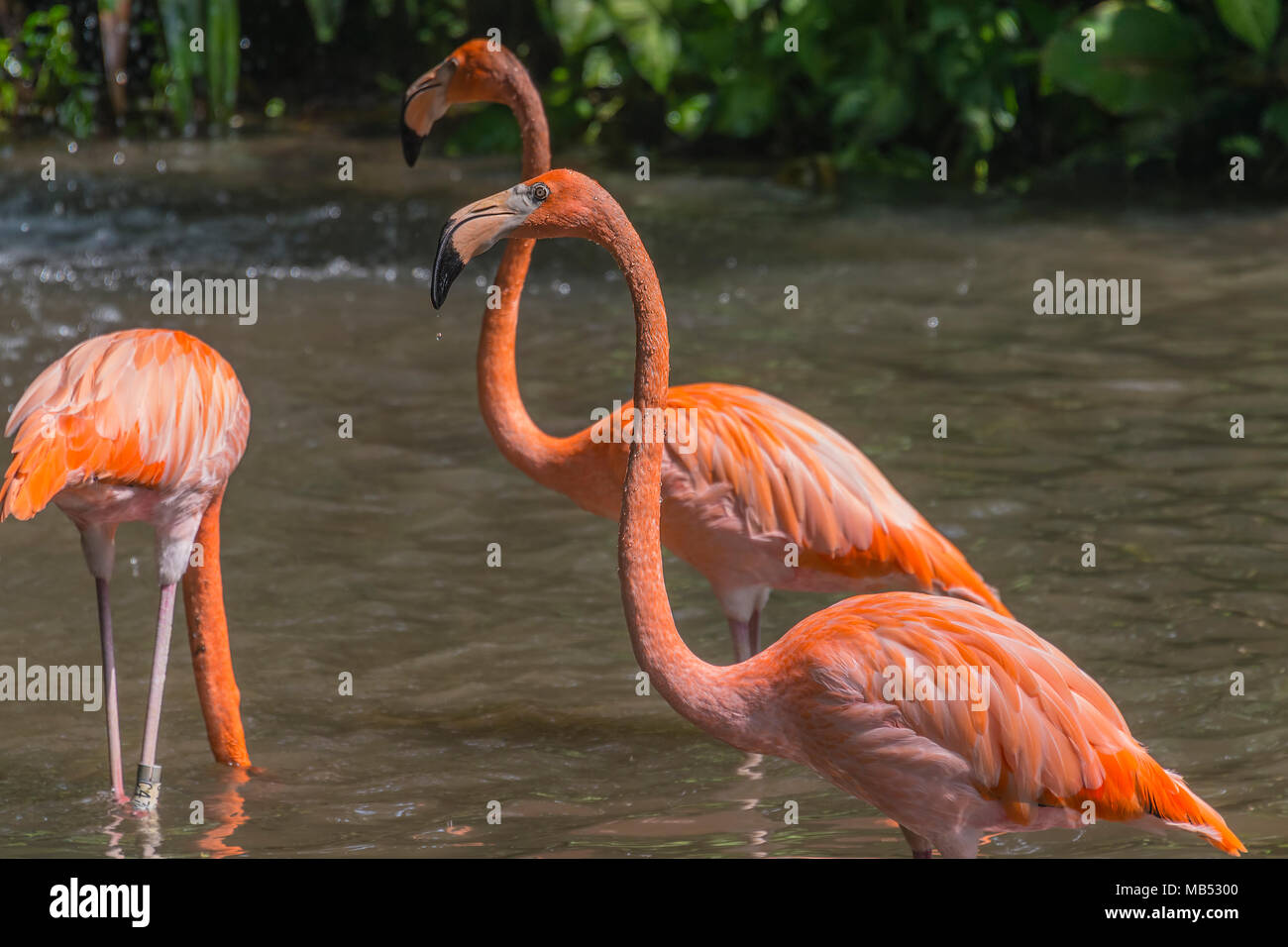 American or Caribbean flamingo, Jurong bird park, singapore Stock Photo