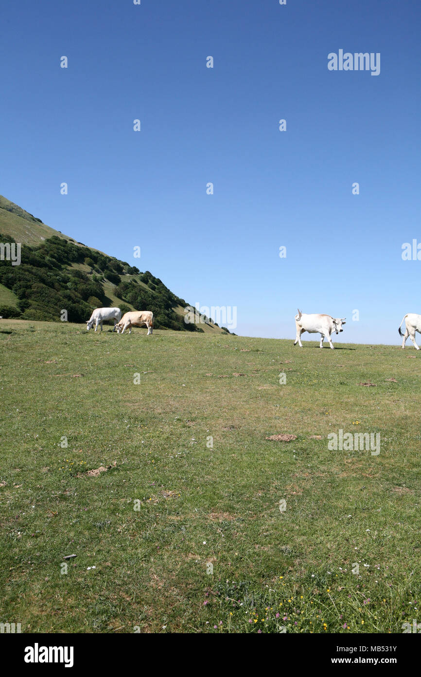 Bovines grazing on top of the mountain Stock Photo