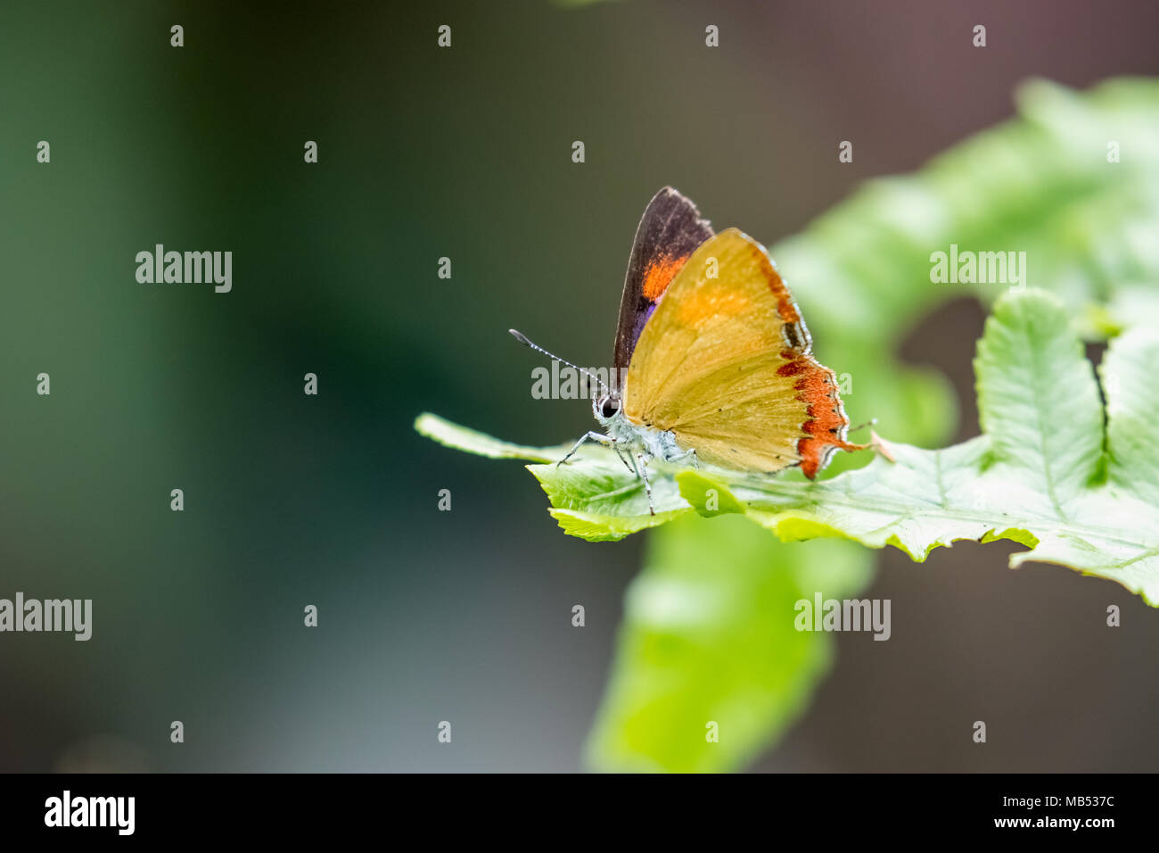 Purple sapphire butterfly hi-res stock photography and images - Alamy